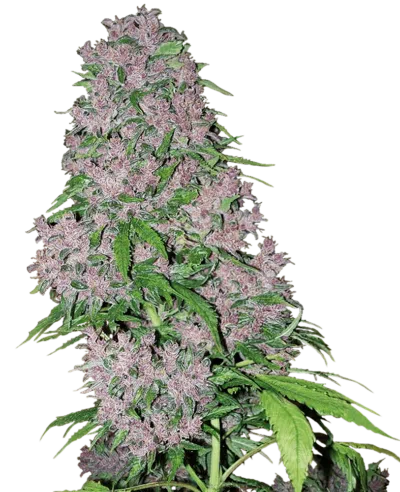 Image of a cannabis plant