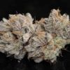 TWENTY20 MENDOCINO - BUBBAWHIP STRAIN - FEM PHOTO - Image 12