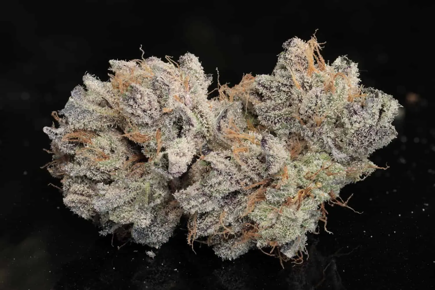 TWENTY20 MENDOCINO – BUBBAWHIP STRAIN – FEM PHOTO
