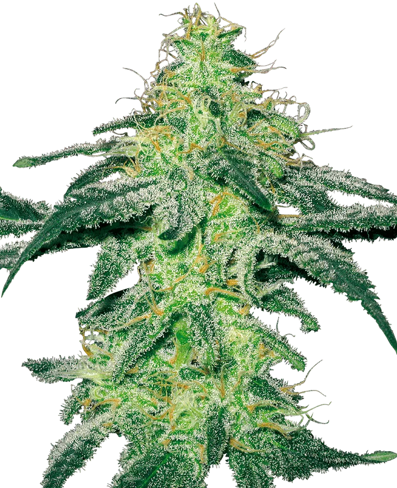 Image of a cannabis plant