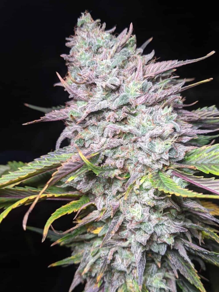 TWENTY20 MENDOCINO - TRIZKIT STRAIN - AUTO FEM