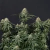 9f8225 Mv2