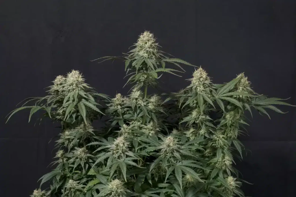 Tropicana Cookies | Fast Buds | FEM Fast Photoperiod Seeds