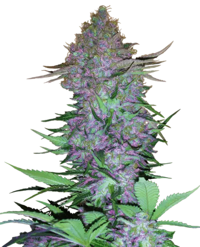 Image of a cannabis plant