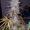 SEEDSMAN - CBD CREAM & CHEESE 1:1 STRAIN - FEM PHOTO - Image 2
