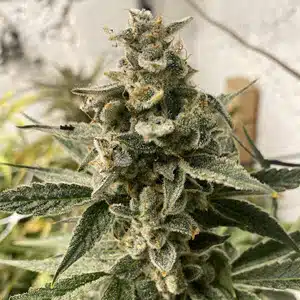 MOSCA SEEDS - KUSHY CHEM STRAIN - AUTO FEM - 5 PACK