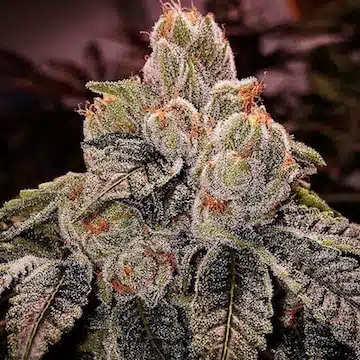 Ogdlux BX3 | Ethos Genetics | REG Photoperiod Seeds