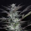 TWENTY20 MENDOCINO - BUBBAWHIP STRAIN - FEM PHOTO - Image 2