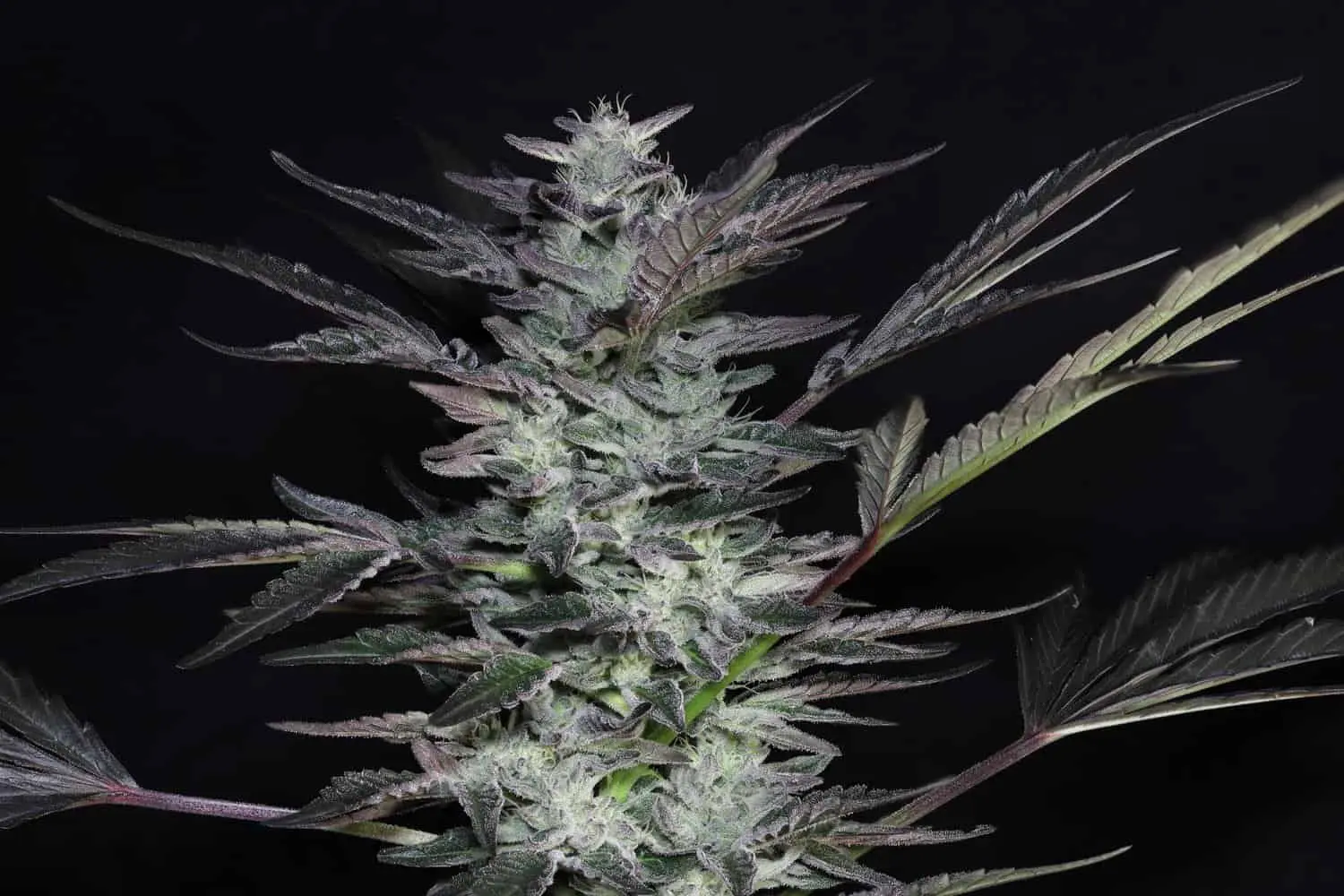 TWENTY20 MENDOCINO – BUBBAWHIP STRAIN – FEM PHOTO