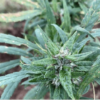 TRIDENT SEEDS - DHADHING NEPAL STRAIN - REG PHOTO - Image 2