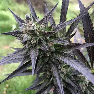 MOSCA SEEDS - SUNSET SHERB STRAIN - AUTO FEM - 5 PACK