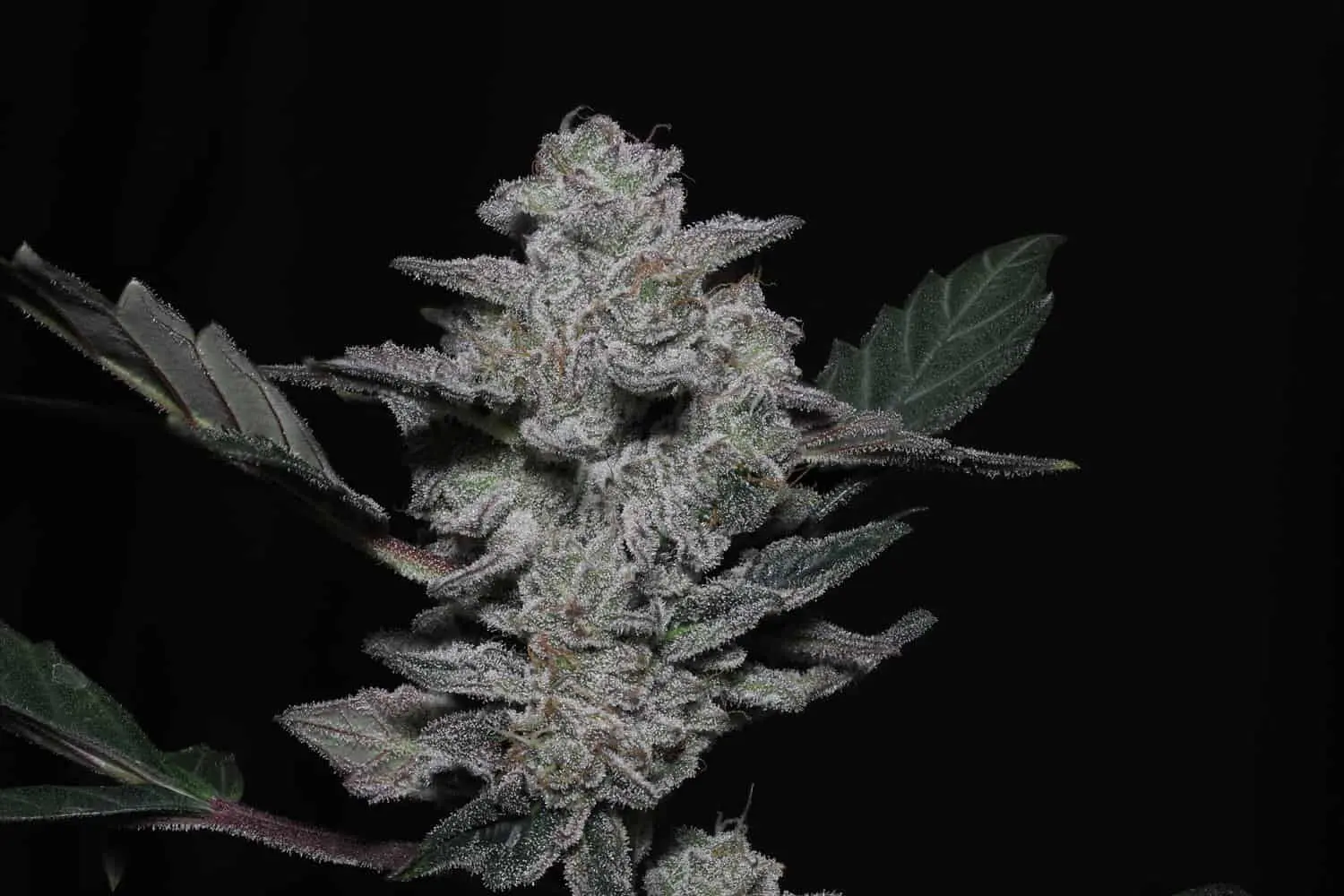 TWENTY20 - VIDAMINTS STRAIN - AUTO FEM