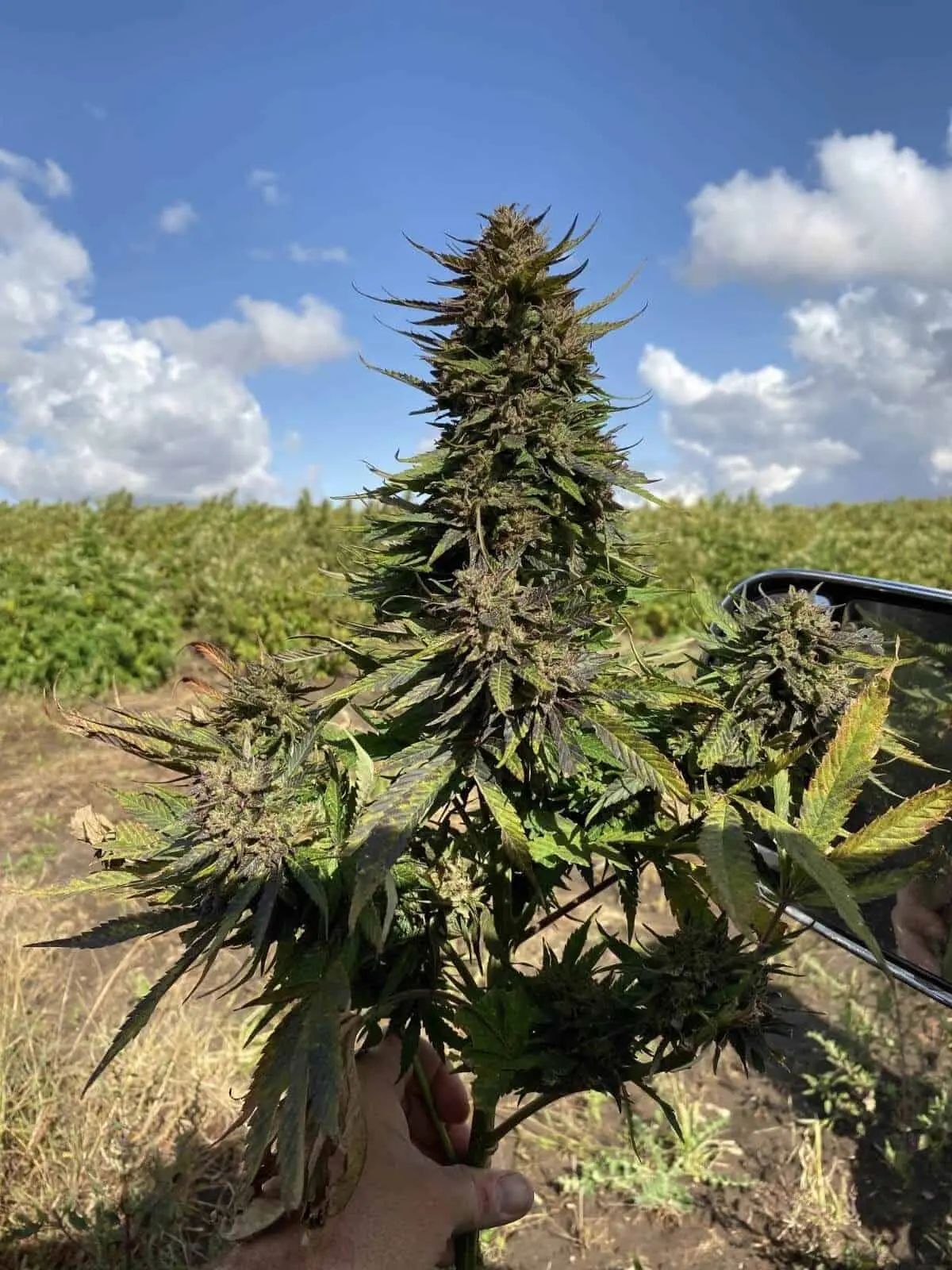 SEEDSMAN – SEEDSMAN CBG #1 STRAIN – FEM PHOTO