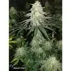 9f8225 Mv2