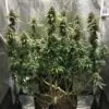 9f8225 Mv2