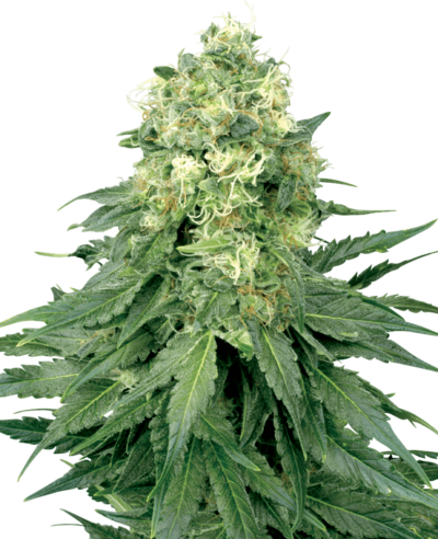 Cannabis image