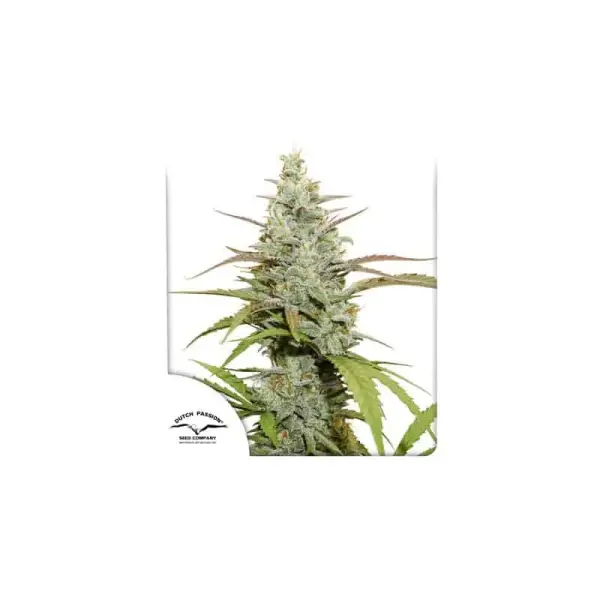 Mokum's Tulip | Dutch Passion | FEM Photoperiod Seeds