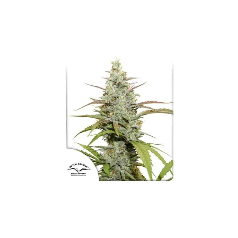 Mokum's Tulip | Dutch Passion | FEM Photoperiod Seeds