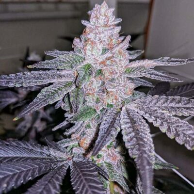 IN HOUSE GENETICS - OGKB V2.1 IX STRAIN - FEM PHOTO - GOLD PACK