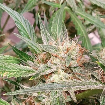 [discounted] ORGANICX GENETICS - SOUR BUBBLEGUM OG STRAIN - AUTO FEM - 3 PACK - Image 2