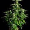 ROYAL QUEEN SEEDS - ORION F1 STRAIN - AUTO FEM - Image 3