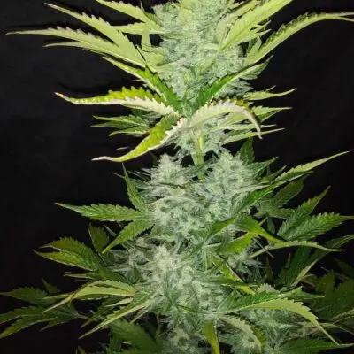 TASTEBUDZ - MIMOSA STRAIN - AUTO FEM