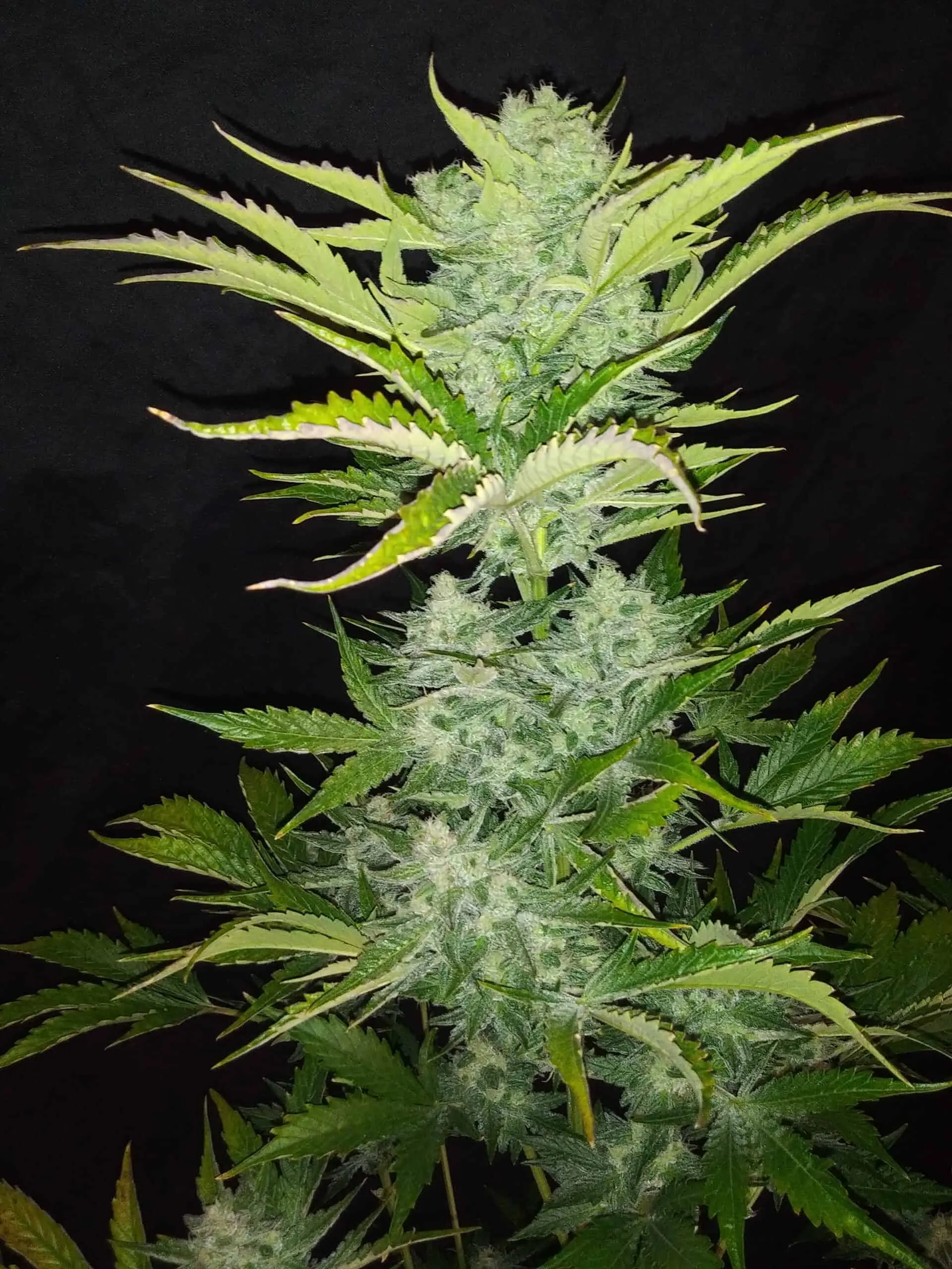 TASTEBUDZ - MIMOSA STRAIN - AUTO FEM