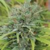 KAGYU - SPROUTWAYS - SWAZI RED BURMESE STRAIN - REG PHOTO - 10 PACK - Image 2