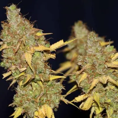SEEDSMAN - BADAZZ COOKIES OG STRAIN - FEM PHOTO