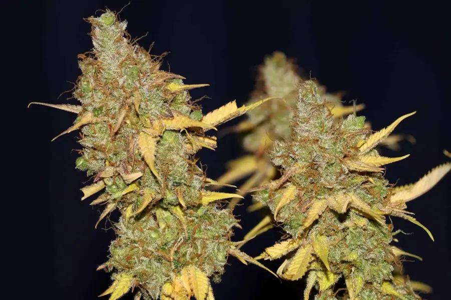 Badazz Cookies OG | Seedsman | FEM Photoperiod Seeds