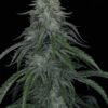 TWENTY20 - AUTOWRECK F4 STRAIN - AUTO FEM - Image 2