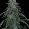 9f8225 Mv2