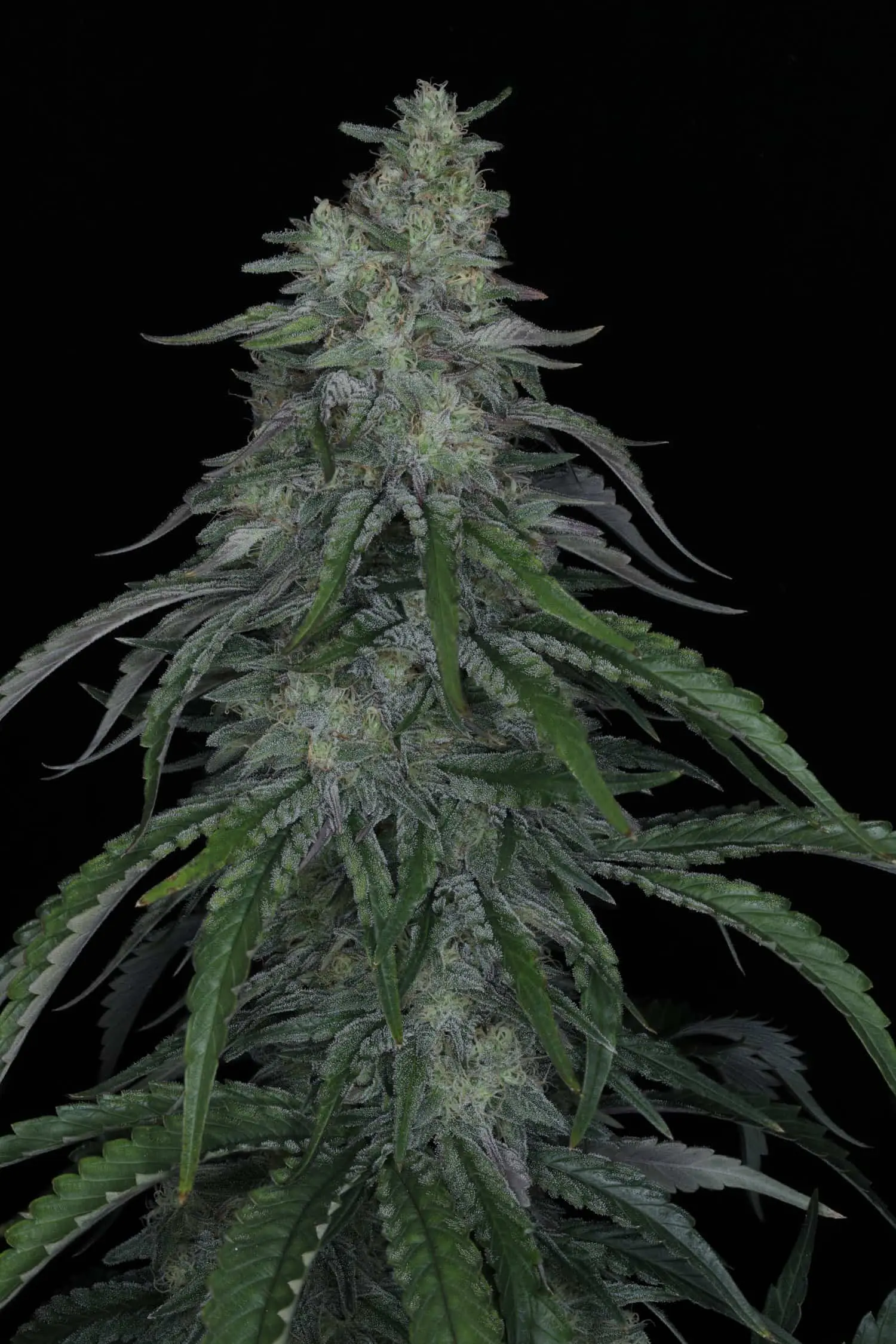 TWENTY20 – AUTOWRECK F4 STRAIN – AUTO FEM