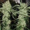 SEEDSMAN - STRAWBERRY BANANA GRAPE STRAIN - FEM PHOTO - Image 2