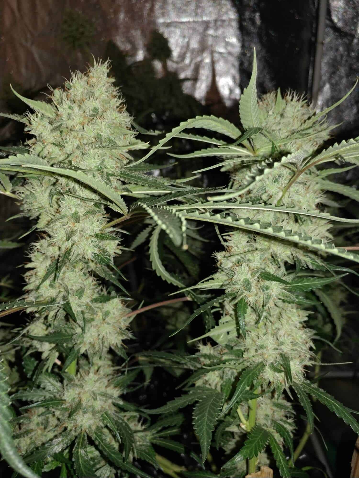 SEEDSMAN STRAWBERRY BANANA GRAPE STRAIN FEM PHOTO Multiverse