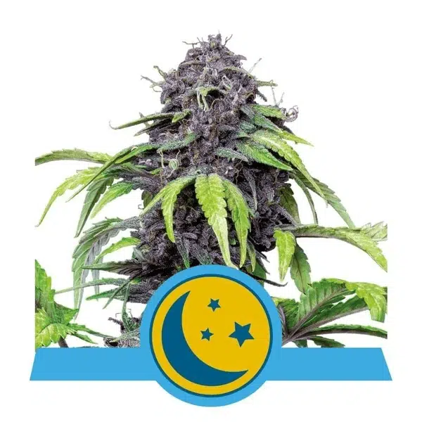 ROYAL QUEEN SEEDS - PURPLEMATIC CBD STRAIN - AUTO FEM