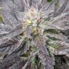 TWENTY20 MENDOCINO - AVENUE OF THE GIANTS STRAIN - FEM PHOTO - Image 3