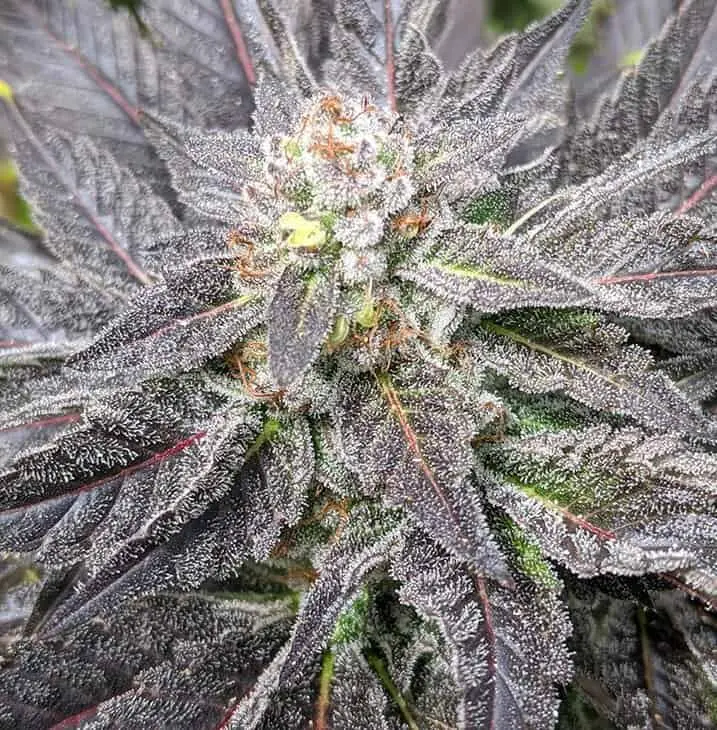 TWENTY20 MENDOCINO – AVENUE OF THE GIANTS STRAIN – FEM PHOTO