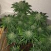 JINXPROOF GENETICS - POUND DOWN STRAIN - REG PHOTO - 12 PACK - Image 8