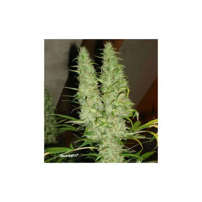 Skunk #11