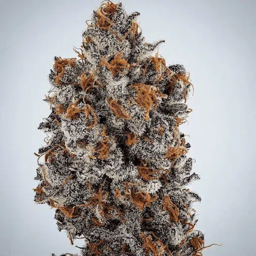 Banana Hammock RBX1 | Ethos Genetics | FEM Photoperiod Seeds