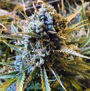MOSCA SEEDS - FROSTED WATERMELON STRAIN - AUTO FEM - 5 PACK