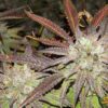 BODHI - SPROUTWAYS - BLACK RASPBERRY STRAIN - REG PHOTO - 10 PACK - Image 2