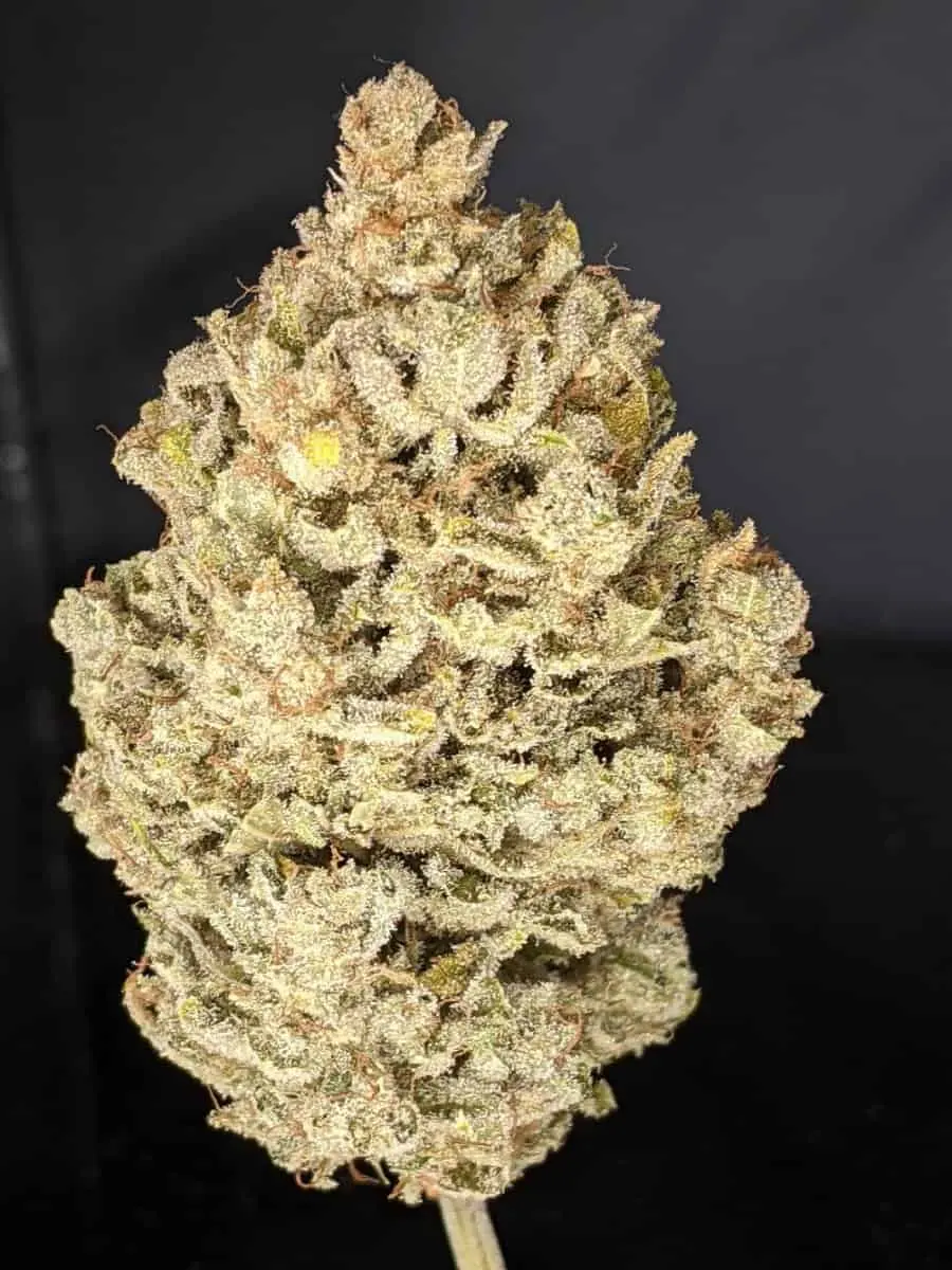 TWENTY20 MENDOCINO – TRIKS STRAIN – AUTO FEM