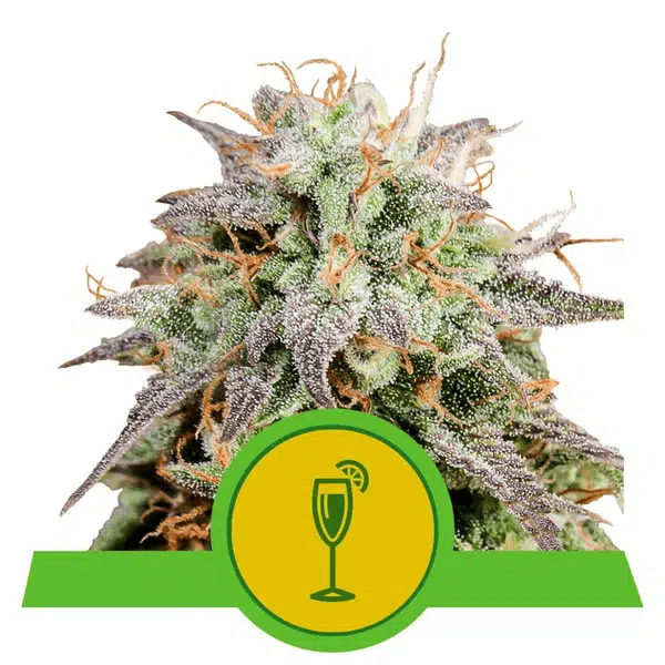 ROYAL QUEEN SEEDS - MIMOSA AUTOMATIC STRAIN - AUTO FEM