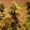 JINXPROOF GENETICS - WATERMELON HUSTLE STRAIN - REG PHOTO - 12 PACK - Image 11