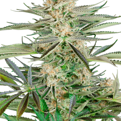 Image of a cannabis plant