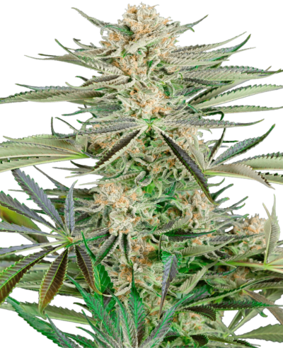 Image of a cannabis plant