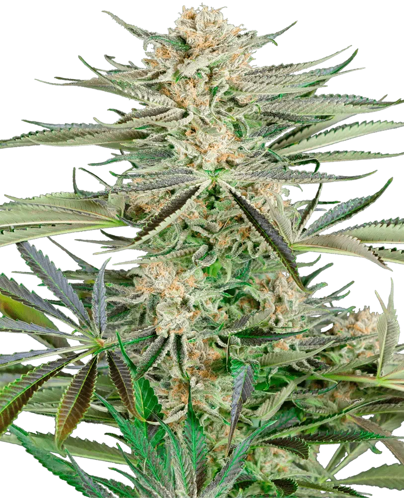 Image of a cannabis plant