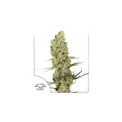 DUTCH PASSION - JORGE'S DIAMONDS #1 - FEM PHOTO